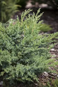 Juniperus horizontalis 'Andorra Compact' - 30-40 CM C5 - image 4
