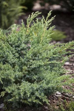 Juniperus horizontalis 'Andorra Compact' - LINERS 18 CEL TRAY P10,5 SIZE - image 2
