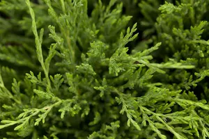 Juniperus horizontalis 'Andorra Compact' - LINERS 28 CEL TRAY P9 SIZE - image 1