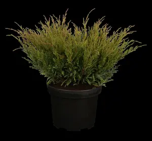 Juniperus horizontalis 'Andorra Compact'