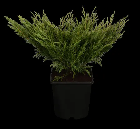 Juniperus horizontalis 'Andorra Compact' - 2 Ltr pot - image 2