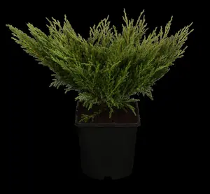 Juniperus horizontalis 'Andorra Compact' - 2 Ltr pot - image 2