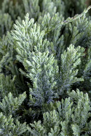Juniperus horizontalis 'Blue Chip' - P9 - image 5