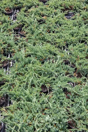Juniperus horizontalis 'Blue Chip' - P13 - image 5