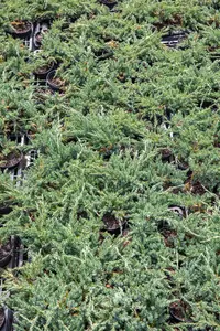 Juniperus horizontalis 'Blue Chip' - P13 - image 5