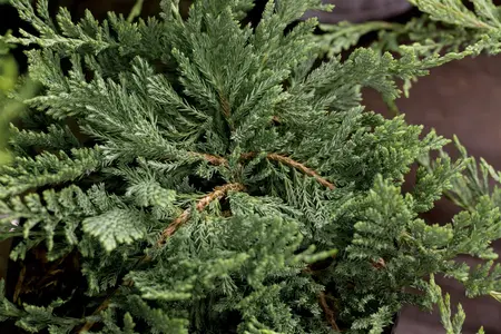 Juniperus horizontalis 'Blue Chip' - P9 - image 3