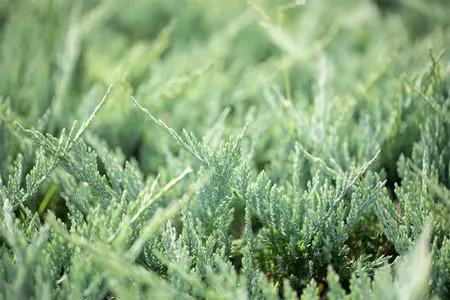 Juniperus horizontalis 'Blue Chip' - P13 - image 4