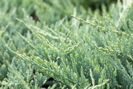 Juniperus horizontalis 'Blue Chip' - 20-30 CM C2 - image 3