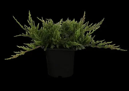 Juniperus horizontalis 'Blue Chip' - P9 - image 2