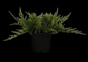 Juniperus horizontalis 'Blue Chip' - P9 - image 2