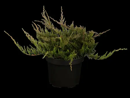 Juniperus horizontalis 'Blue Chip' - P9 - image 1