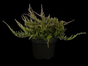 Juniperus horizontalis 'Blue Chip'