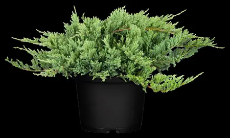 Juniperus horizontalis 'Blue Chip' - P9 - image 4