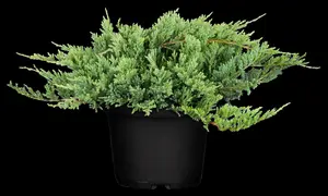 Juniperus horizontalis 'Blue Chip' - 30-40 CM C2 - image 4