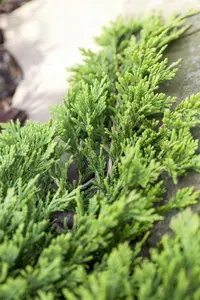 Juniperus horizontalis 'Golden Carpet' - P9 - image 2