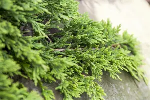 Juniperus horizontalis 'Golden Carpet' - P9 - image 3