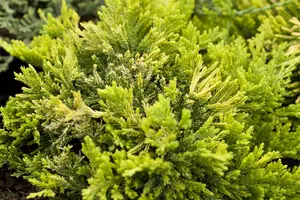Juniperus horizontalis 'Golden Carpet' - P9 - image 4