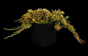 Juniperus horizontalis 'Golden Carpet'