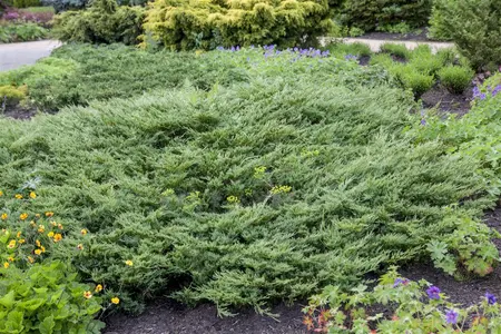Juniperus horizontalis 'Hughes' - P9