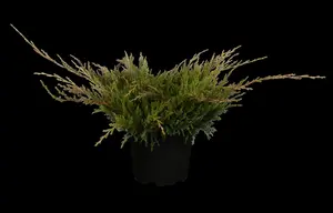 Juniperus horizontalis 'Hughes'