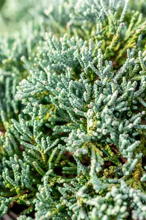 Juniperus horizontalis 'Icee Blue' - 20-25 CM C2 - image 4