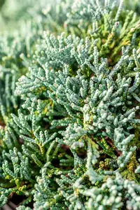 Juniperus horizontalis 'Icee Blue' - 20-25 CM C2 - image 4