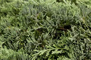 Juniperus horizontalis 'Icee Blue' - 20-25 CM C2.5 - image 2