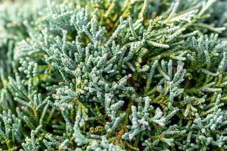 Juniperus horizontalis 'Icee Blue' - 20-25 CM C2 - image 3