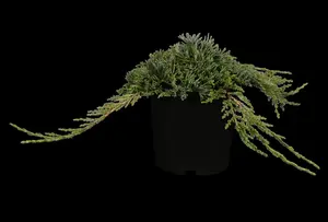 Juniperus horizontalis 'Icee Blue'