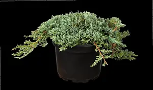 Juniperus horizontalis 'Icee Blue' - 20-25 CM C2.5 - image 4