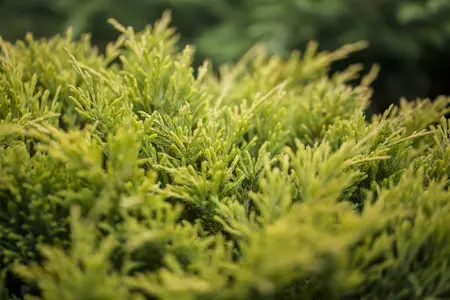 Juniperus horizontalis 'Limeglow' - P9 - image 1