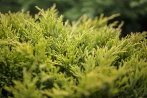 Juniperus horizontalis 'Limeglow'