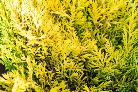 Juniperus horizontalis 'Limeglow' - P9 - image 2