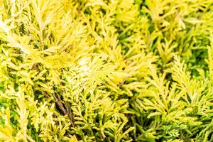 Juniperus horizontalis 'Limeglow' - P9 - image 3