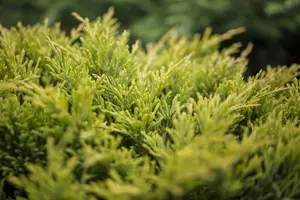 Juniperus horizontalis 'Limeglow'