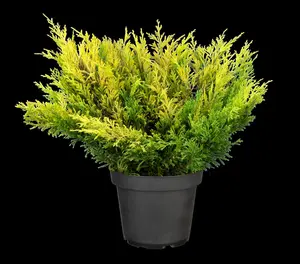 Juniperus horizontalis 'Limeglow' - P9 - image 4