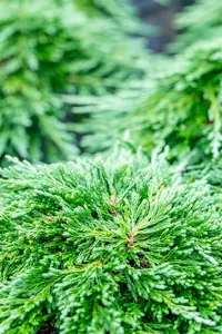 Juniperus horizontalis 'Pancake' - P9 - image 2