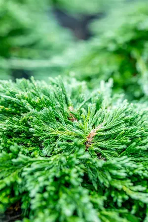 Juniperus horizontalis 'Pancake' - P9 - image 4