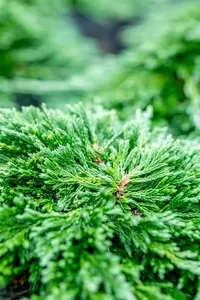 Juniperus horizontalis 'Pancake' - P9 - image 4