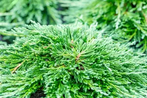 Juniperus horizontalis 'Pancake'