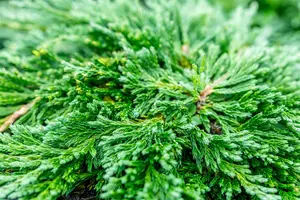 Juniperus horizontalis 'Pancake' - P9 - image 3