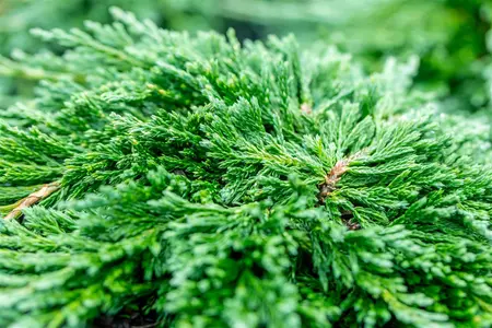 Juniperus horizontalis 'Pancake' - P9 - image 5