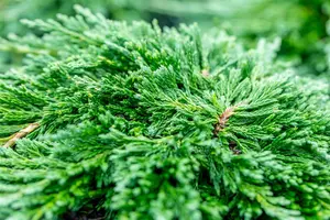 Juniperus horizontalis 'Pancake' - 25-30 CM C3.5 - image 5