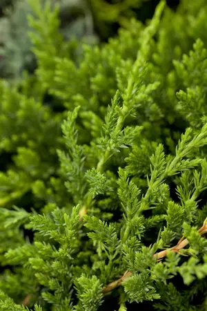 Juniperus horizontalis 'Prince of Wales' - PLUG/CELGROWN 144 CEL TRAY - image 4