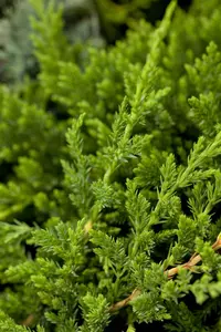 Juniperus horizontalis 'Prince of Wales' - PLUG/CELGROWN 144 CEL TRAY - image 4