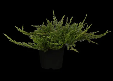 Juniperus horizontalis 'Prince of Wales' - 2 Ltr pot - image 2
