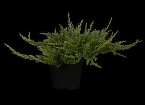 Juniperus horizontalis 'Prince of Wales' - 2 Ltr pot - image 2