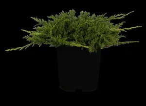 Juniperus horizontalis 'Prince of Wales'