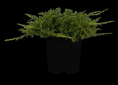 Juniperus horizontalis 'Prince of Wales' - 2 Ltr pot - image 1