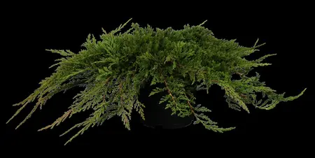 Juniperus horizontalis 'Prince of Wales' - 2 Ltr pot - image 3
